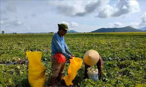 Nhiều giải pháp hỗ trợ nông dân tiêu thụ nông sản vùng Nam sông Hậu