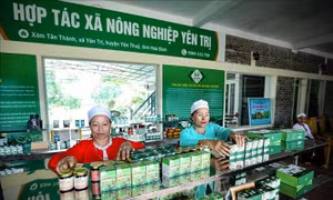 Thống kê, biên soạn số liệu GDP kinh tế tập thể