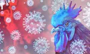 Australia triển khai tiêm vaccine H5N1 cho gia cầm nuôi nhốt 