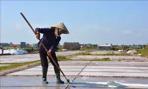 Thu nhập thấp, diêm dân bỏ hoang ruộng muối