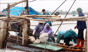 Thu tiền triệu từ khai thác 'lộc biển'