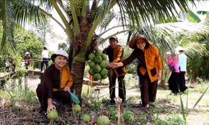 Ước vọng năm mới trên quê hương Xứ Dừa