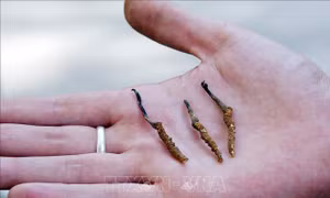 Nấm đông trùng hạ thảo 'Viagra Himalaya' ngày càng khan hiếm