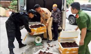 Bắt giữ gần 50 kg tôm hùm đất nhập lậu