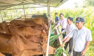 Bình Dương nâng mức chuẩn nghèo đa chiều