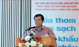 Nhiều bất cập trong phát triển nuôi tôm bền vững