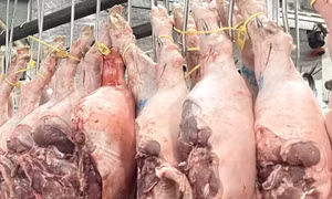 Trà trộn thịt lợn nhiễm dịch tả châu Phi để bán ra thị trường