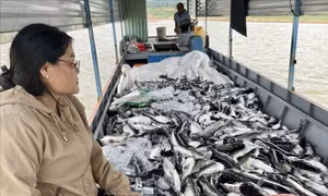 Hơn 25 tấn cá nuôi lồng bè ở lòng hồ thủy điện Ialy bị chết