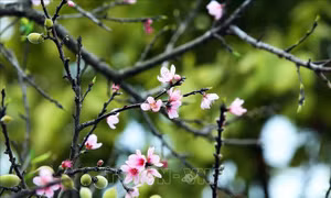 Xu thế thời tiết từ 26 tháng Chạp đến mùng 3 Tết Nguyên đán Kỷ Hợi