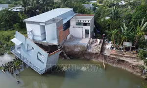 Liên tục sạt lở khu vực bờ kênh Cần Lố ở Đồng Tháp