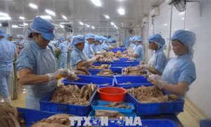 Khắc phục 'thẻ vàng' IUU: Phát triển nghề cá theo thông lệ quốc tế