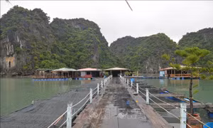 Bảo tồn làng chài cổ - giữ lại nét văn hóa độc đáo trên Vịnh Hạ Long