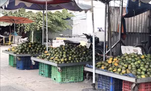 Giá cam sành giảm mạnh, nhà vườn tại Trà Vinh lao đao