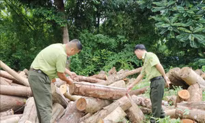 Xử lý nghiêm việc khai thác rừng trái phép tại huyện Định Hóa, Thái Nguyên