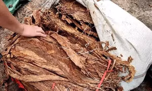 Phát hiện hơn 1,3 tấn thuốc lá nguyên liệu không rõ nguồn gốc