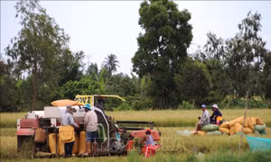 Năm sản xuất lúa gạo thắng lợi của vùng Đồng bằng sông Cửu Long