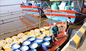 Ninh Bình vươn ra biển lớn từ lợi thế tự nhiên - Bài 1: Đánh thức tiềm năng kinh tế biển