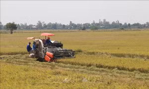 Thêm gam màu sáng cho bức tranh cây lúa Tiền Giang