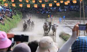 Hội đua bò Chùa Rô - nét văn hóa độc đáo của đồng bào Khmer