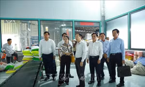 Cần Thơ khuyến khích doanh nghiệp gạo mở rộng quy mô sản xuất