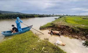 Giám sát, ngăn chặn lợn chết trôi sông gây nguy cơ dịch bệnh