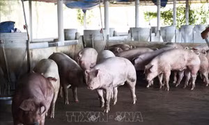 Giá lợn tại Đồng Tháp tăng cao