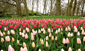 Vườn hoa tulip lớn nhất thế giới mở cửa đón khách