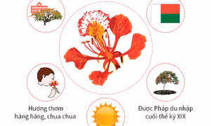 Hoa phượng - biểu tượng của tuổi học trò
