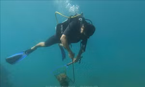 Hệ sinh thái biển vịnh Nha Trang dần phục hồi tích cực