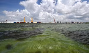 Hơn 2 triệu m3 nước thải nhiễm độc đe dọa tràn ra Vịnh Tampa