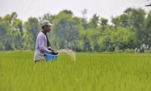Indonesia cải tạo đất than bùn thành đất canh tác lúa