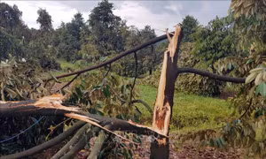 Mưa lớn kèm lốc xoáy gây thiệt hại nặng ở huyện Đạ Tẻh (Lâm Đồng)