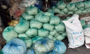 Bắt tạm giam bốn đối tượng sản xuất giá đỗ sử dụng hóa chất cấm
