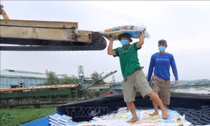 Giá phân bón tăng cao khiến nông dân Long An gặp khó