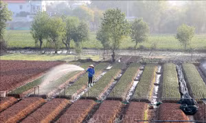 Làng hoa truyền thống Phù Vân tất bật chuẩn bị vụ Tết