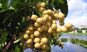 Nhãn cuối vụ tăng giá