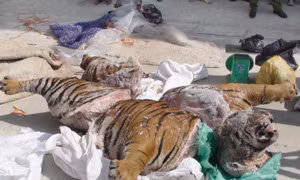 Bắt giữ 'ông trùm' đường dây buôn bán động vật hoang dã xuyên quốc gia