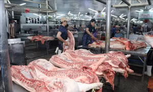Xử lý thông tin phản ánh về giá thịt lợn