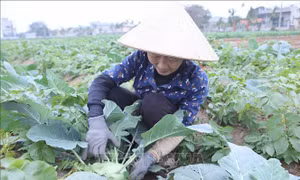 Rau màu vụ Đông được mùa, được giá