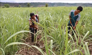Hướng đi mới cho phát triển cây ăn quả ở huyện nghèo 30a