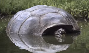 Rác thải đe dọa loài rùa khổng lồ Galapagos 