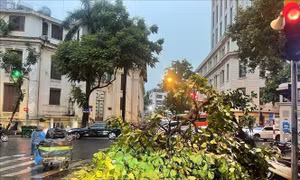 Mưa dông lớn bất ngờ quật đổ nhiều cây xanh, xe máy trên đường phố Hà Nội