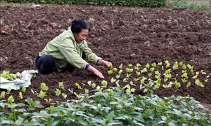 Si Ma Cai biến khó khăn thành lợi thế xây dựng nông thôn mới