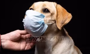 Biệt đội giải cứu thú cưng trong đại dịch COVID-19