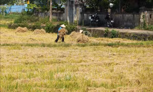 Ngăn chặn đốt rơm rạ sau thu hoạch lúa