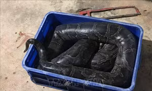 Nam thanh niên tử vong bên cạnh chuồng trăn, nghi bị siết chết