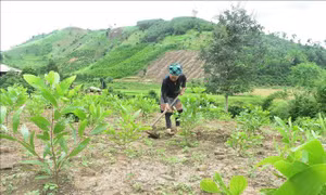 Công nhận 4 xã An toàn khu thuộc tỉnh Đắk Lắk