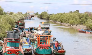 Tổ hợp tác khai thác hải sản giúp ngư dân tăng thu nhập