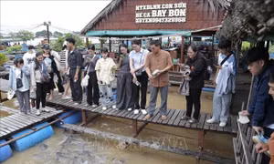 Lão nông miền Tây bỏ tiền tỷ để nuôi đàn cá sông