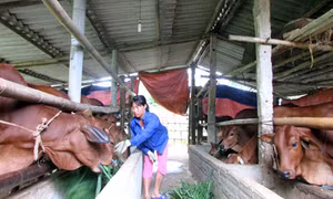 Làng nông thuận thiên - mô hình nông nghiệp thích ứng với biến đổi khí hậu